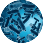 Microscopic photo of lactoacillius used in Kick Ass protein powders as a probiotic promoting healthy gut.