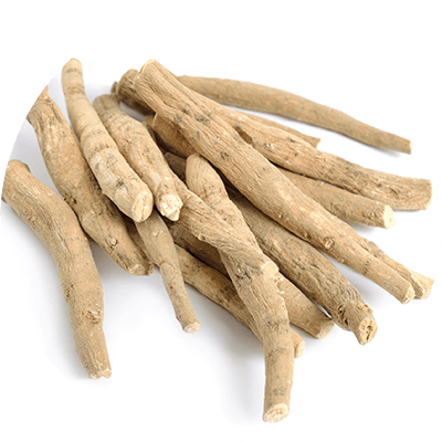 Ashwagandha root - a beige coloured root similar looking to ginger.