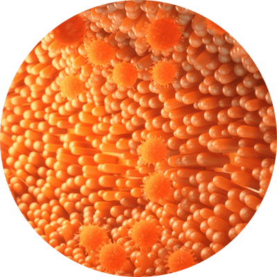 Microscopic image of digestive enzymes used in Kick Ass protein powders for better digestion.