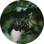 Circular image of elderberry used in Kick Ass protein powders.